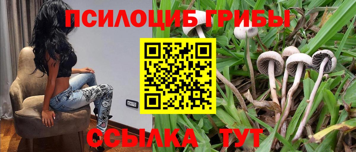 Галлюциногенные грибы Psilocybe Мыски